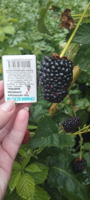 Ремонтантна не колюча ожина !