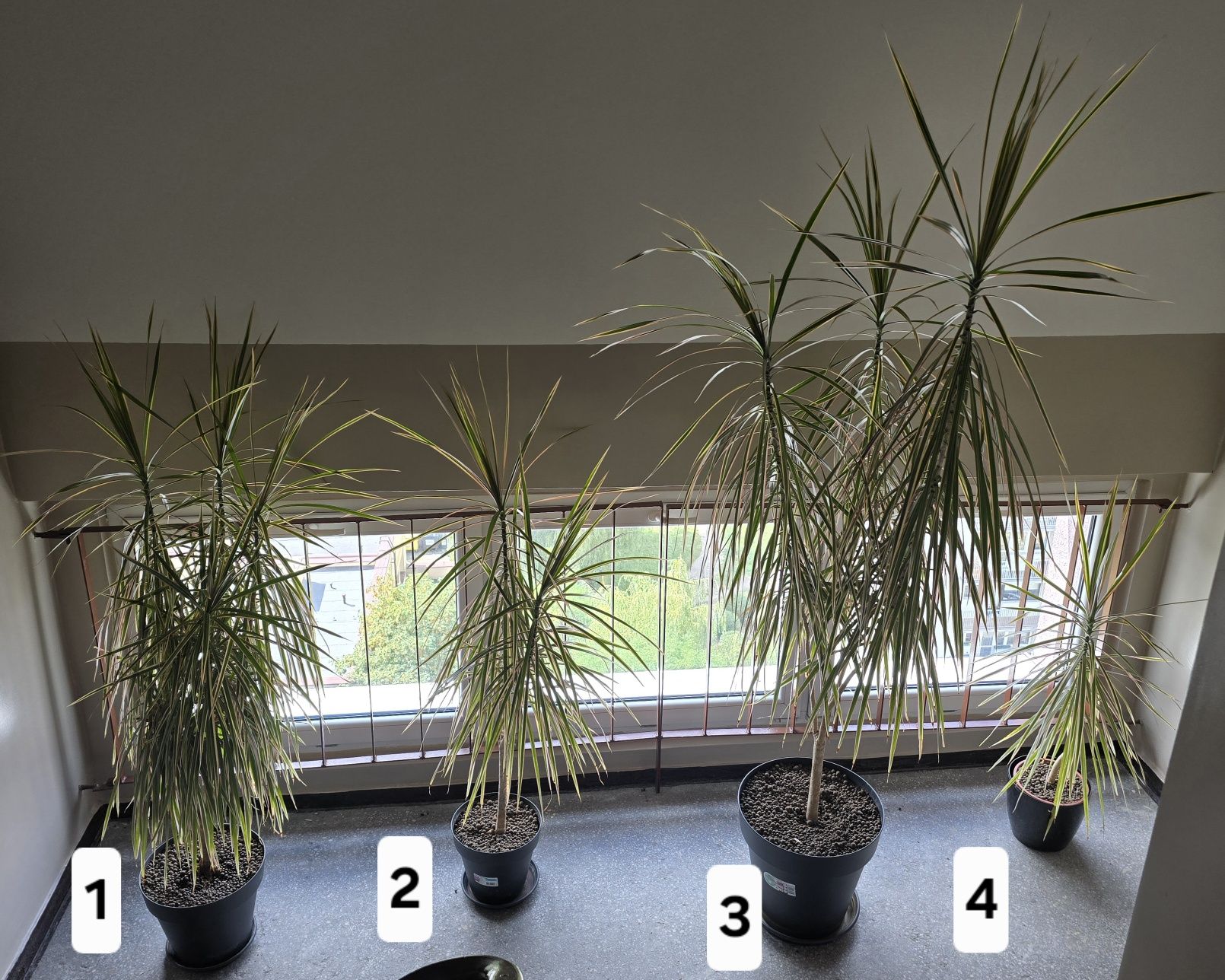 Draceny marginata – duże kwiaty doniczkowe 110–220 cm