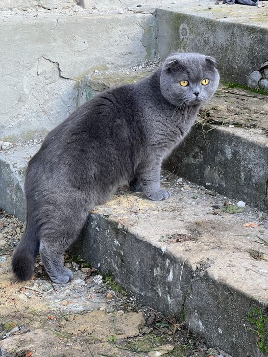 Загубився котик біля Монастириська