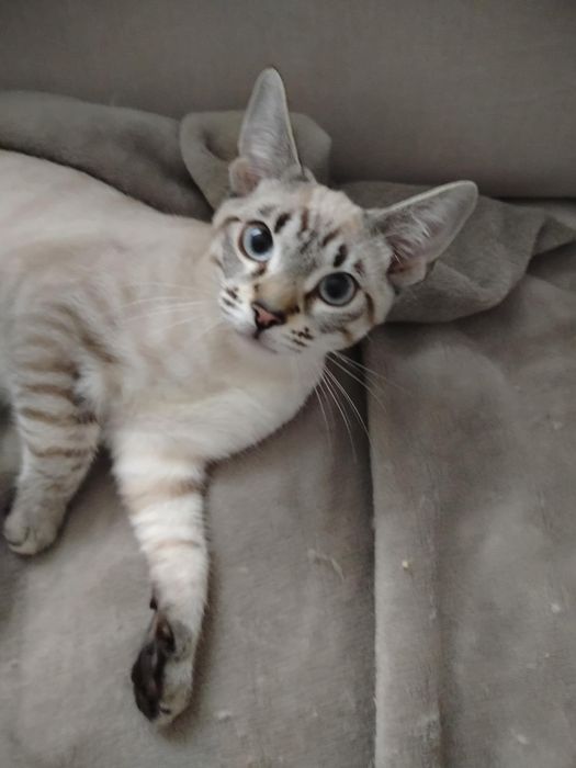 Kocurek syjamski tabby