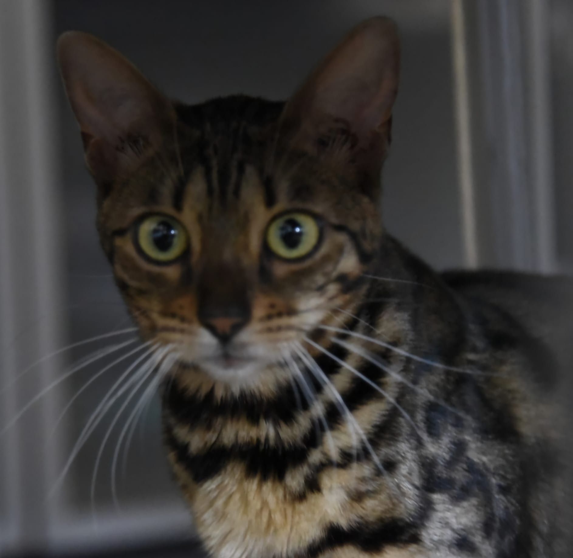 Gato bengal de excelência