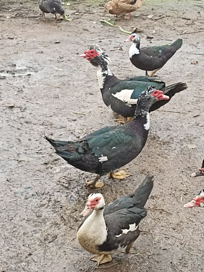 Gansos e patos caseiros