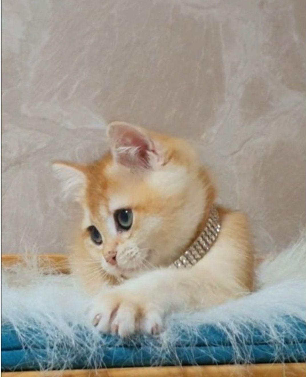 Золотий британец шиншила