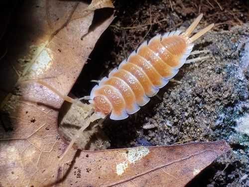 Porcellio hoffmannseggi orange Isopody/duże/rzadkie