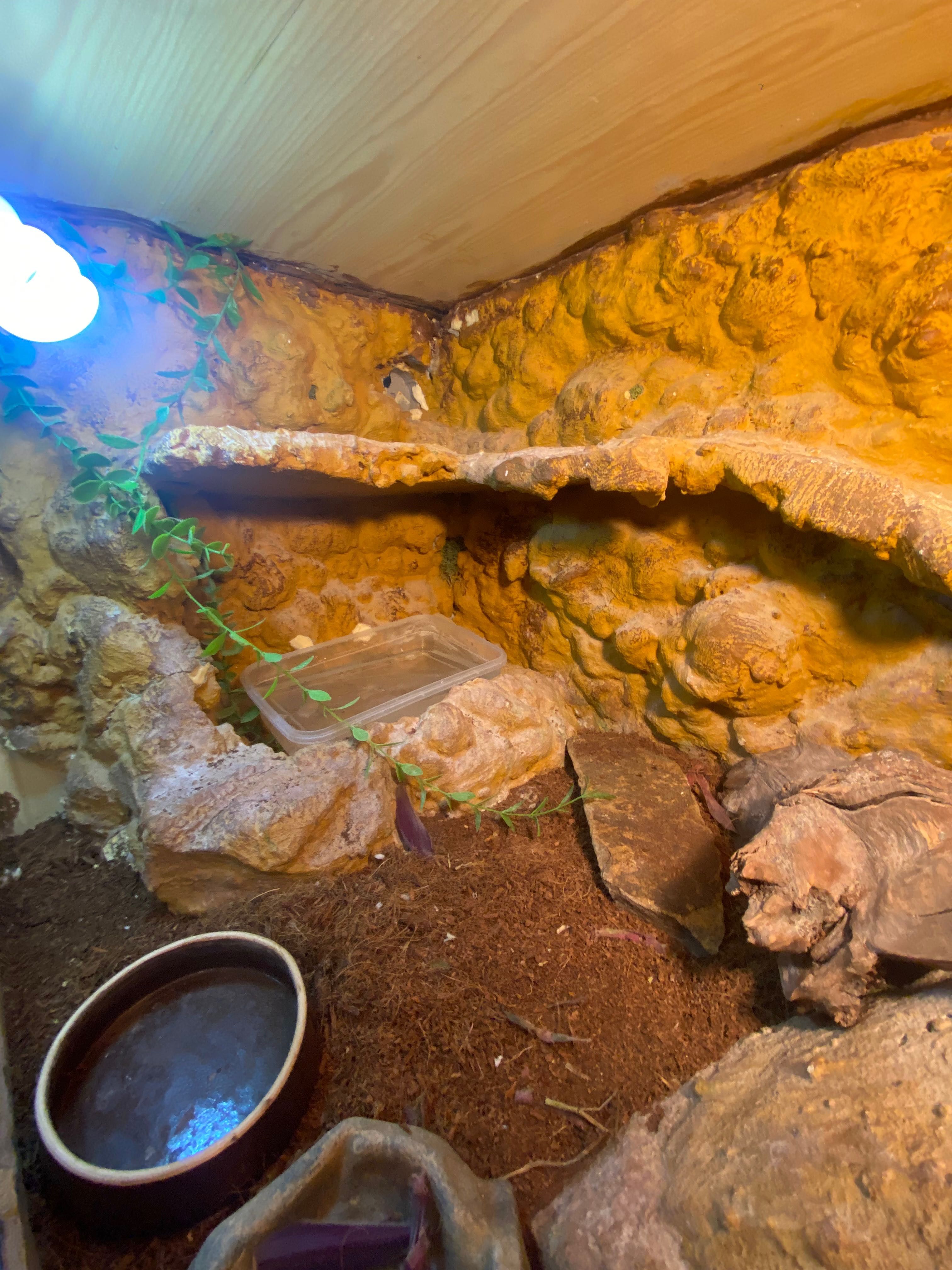 Terrarium dla agamy brodatej