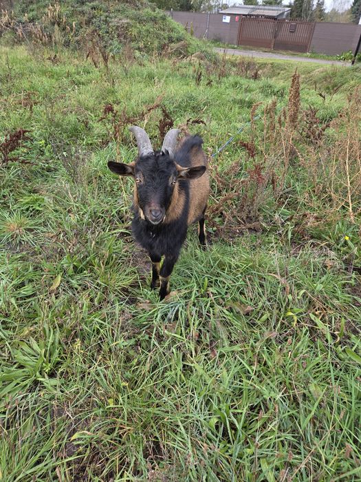 Sprzedam koziołki miniaturki