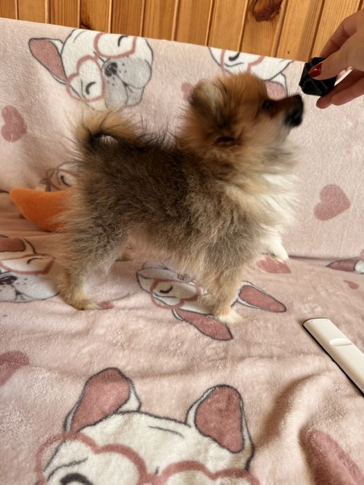 Szpic miniaturowy pomeranian