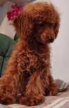 PUDEL TOY  ( Suczka) Red