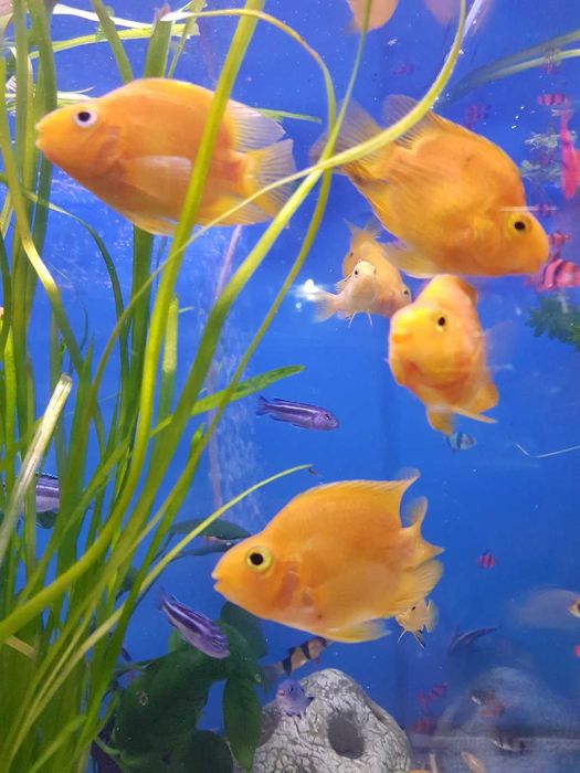 Акваріумна риба.