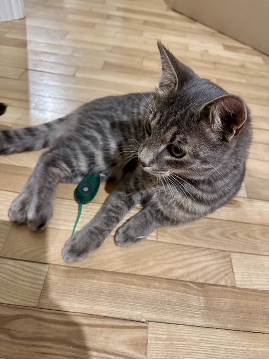 Знайдено кота, Берестейська, 5-6 місяців