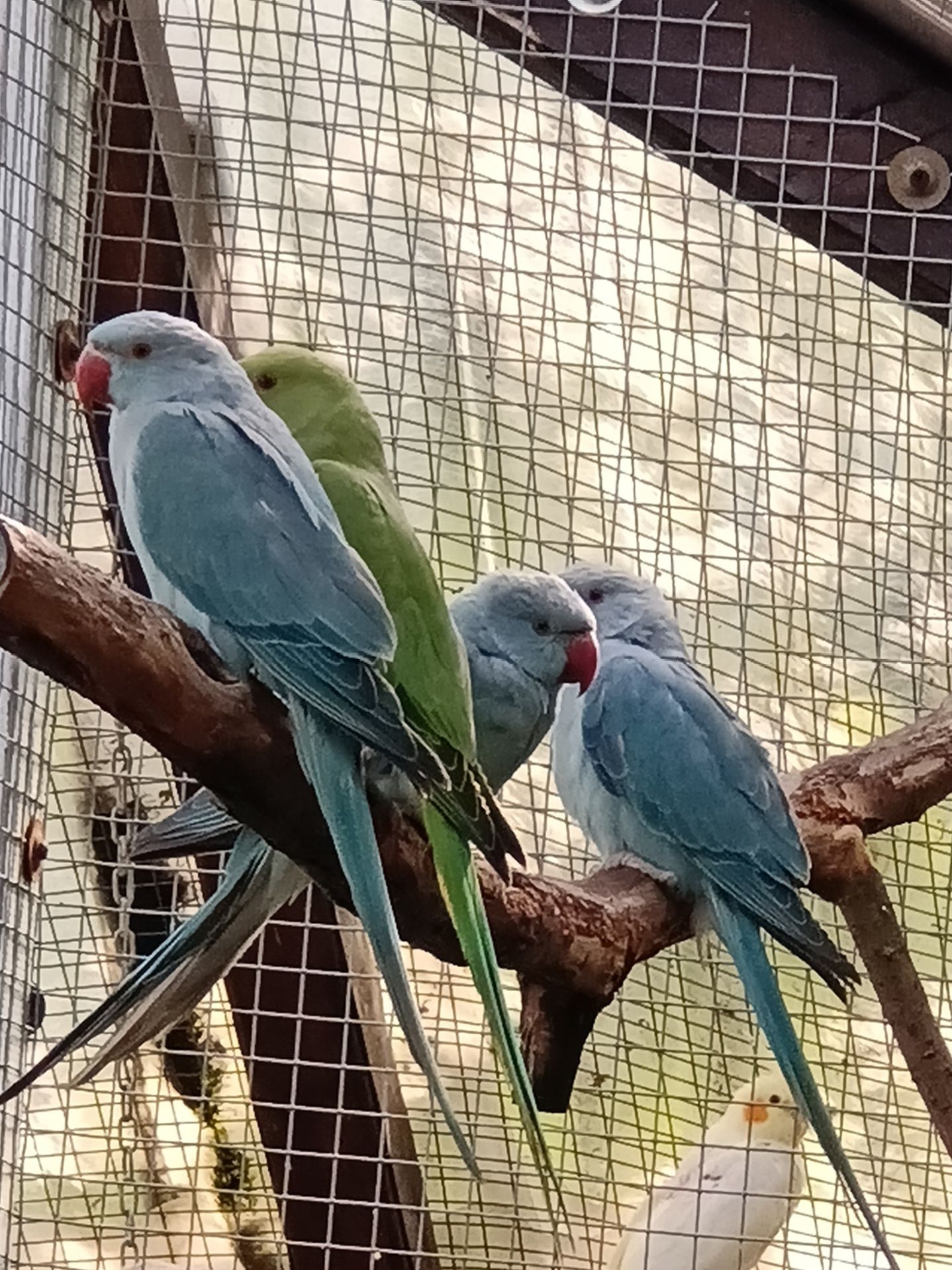 Aleksandretty obrożne - papugi