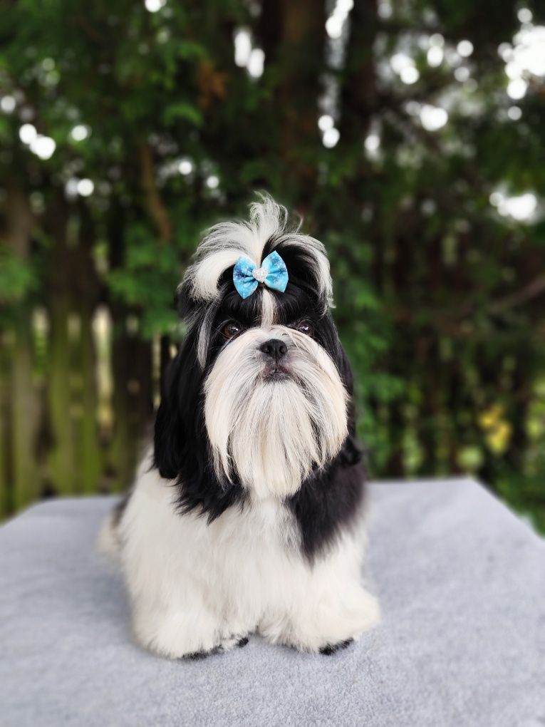 Piesek Shih Tzu z metryką rodowodem ZKwP FCI