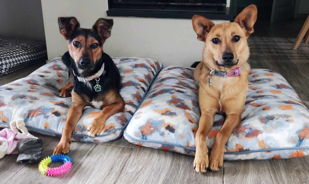 Adelina - wyjątkowy pies dla wyjątkowego człowieka