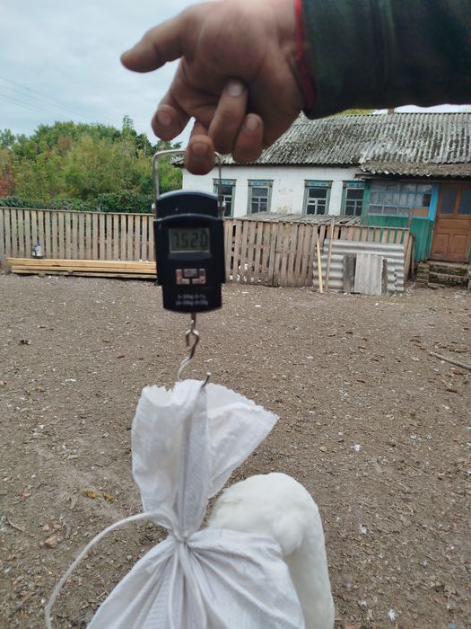 Продам гуси (Холмогори )