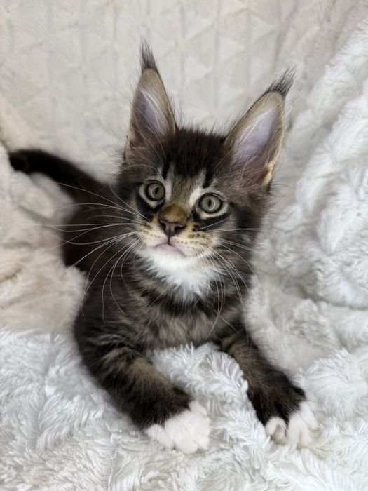 Kotka Maine Coon Felis/FiFe