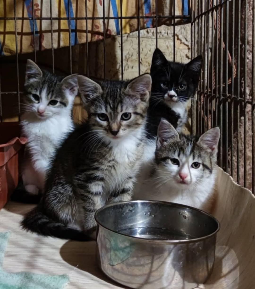 Котята из приюта ,ищем семью!