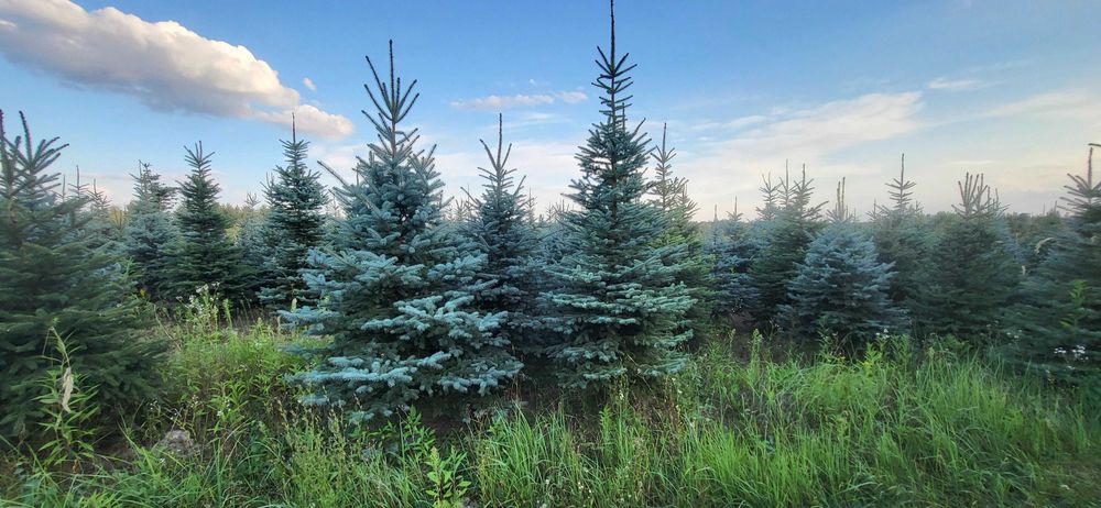 CHOINKI Świerk srebrny HURT własna plantacja cięte donice transport