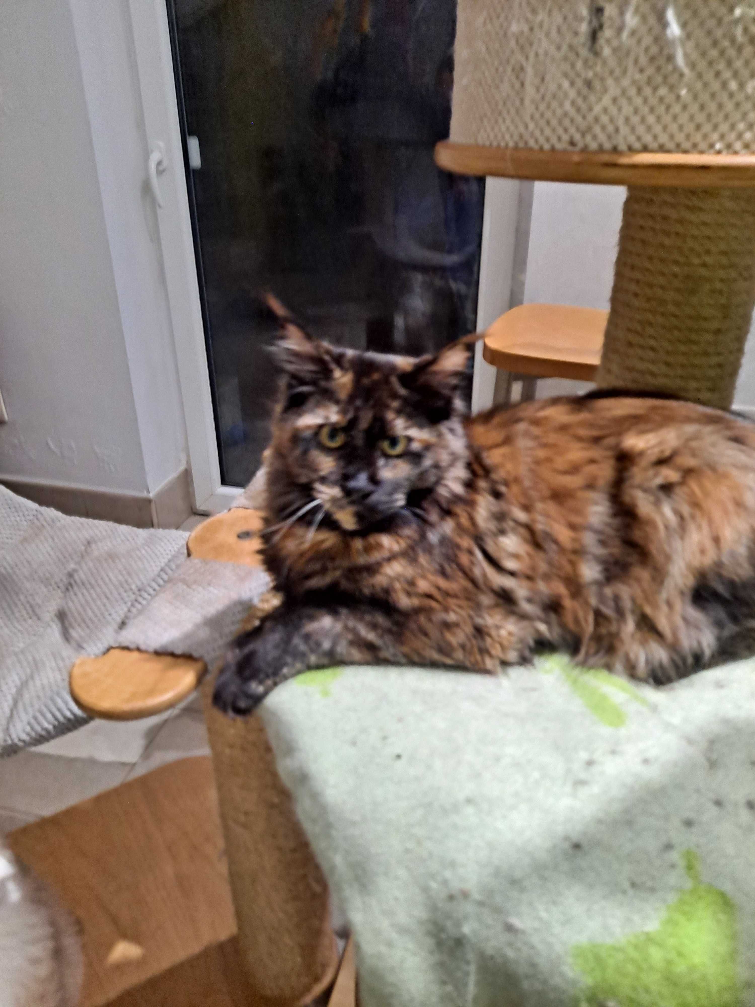 Sprzedam koteczkę Maine Coon, rodowod FPL, okazja!