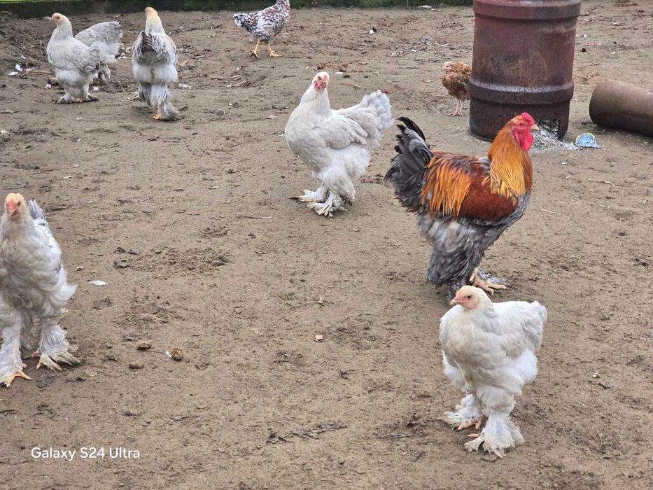 Brahma olbrzymia isabell