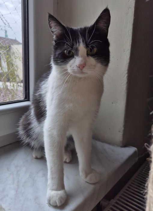 ELAINA długo była dzielna - teraz potrzebuje już swojego miejsca.