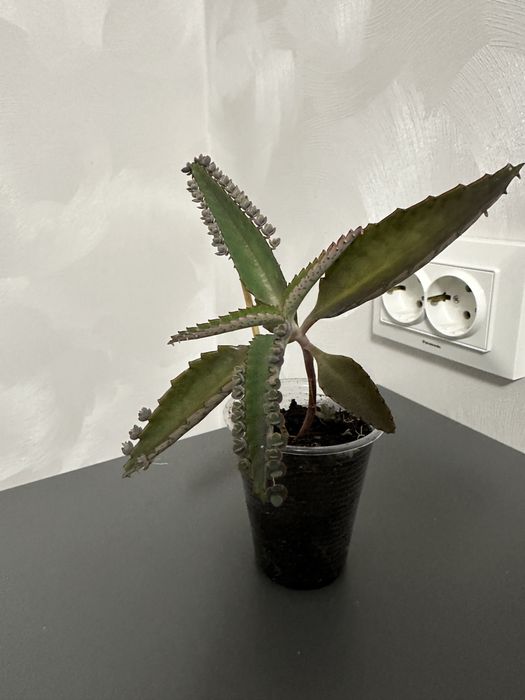 Каланхоє лікувальне