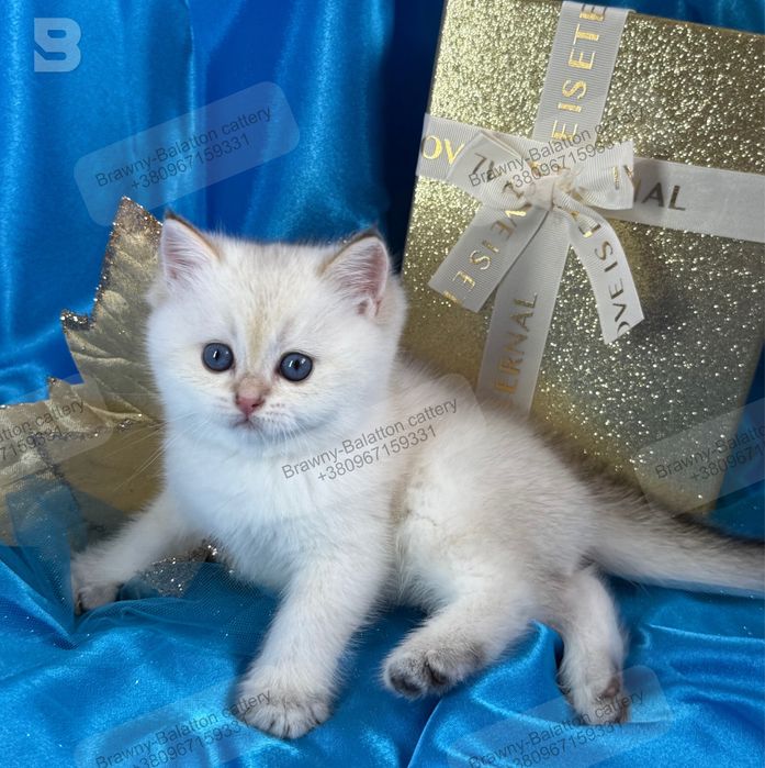 Золота шиншила поинт