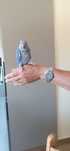 Aves rig  neke domesticado