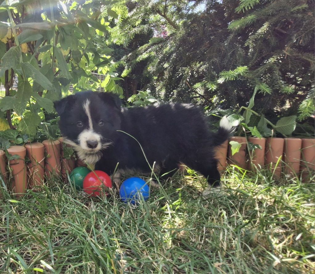 Border Collie piesek czarno biały