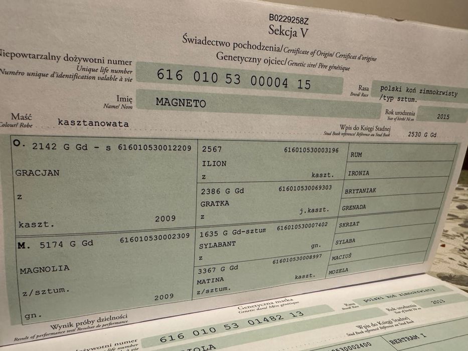 Klacz Zimnokrwista ze Źrebakiem