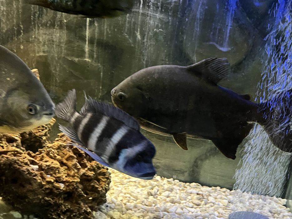 Frontosa blue Zaire samiec