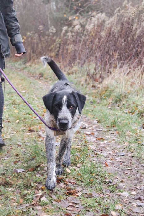 Batman szuka kochajacego domu