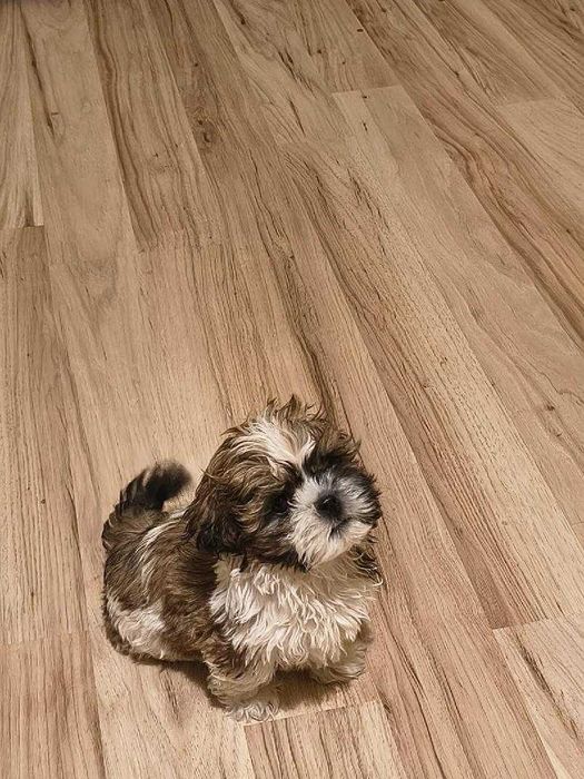 Sprzedam ślicznego pieska SHIH TZU