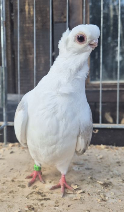 Mewka/ Mewki polskie