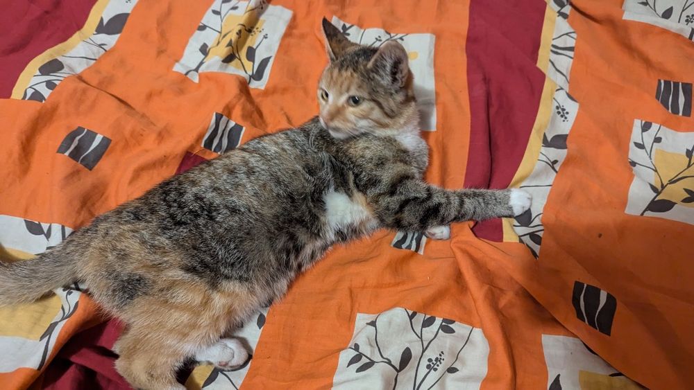 Віддам котиків, в хороші руки