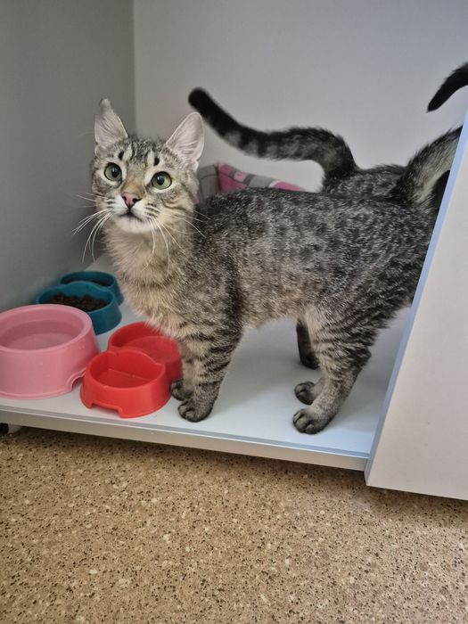 Киці, яких привезли військові, Поппі в Норі. ДоброКіт