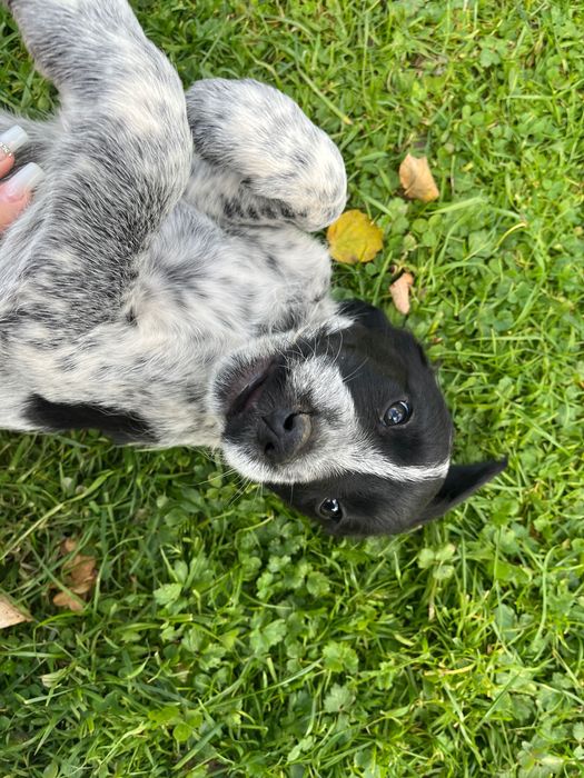 Oddam za darmo piękne szczeniaki Wyżeł Niemiecki