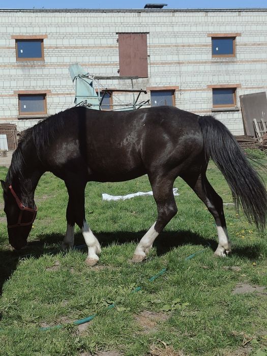 Ogier typ szlachetny