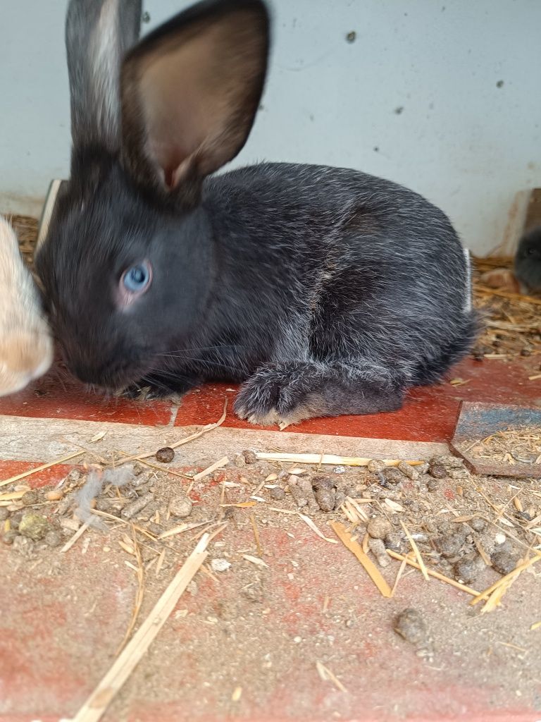 Coelhos várias cores