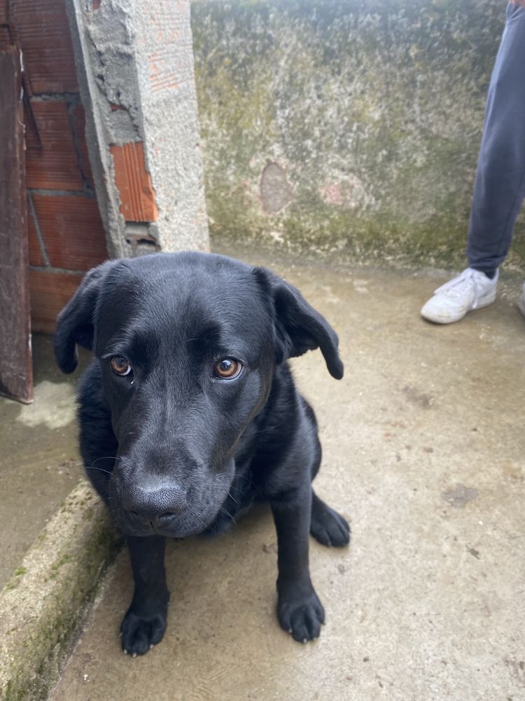 Cadela labrador para pessoa responsavel