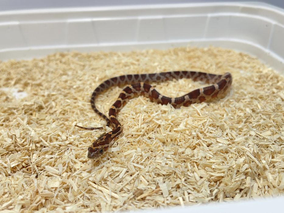 Wąż zbożowy węże zbożowe