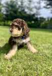 Szczenię samiec Lagotto Romagnolo FCI