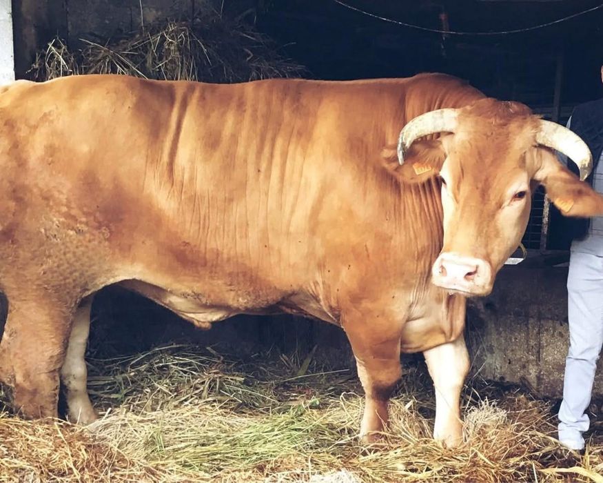 Boi Raça Minhota bem estimado