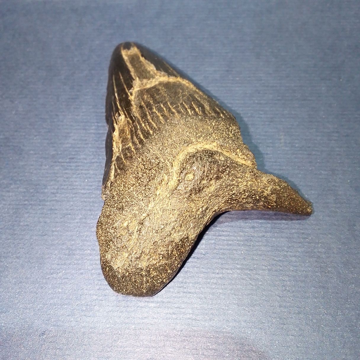 Великий зкам'янілий  зуб стародавньої акули.