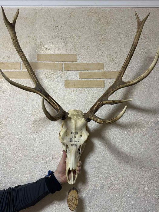 Рога Оленя Трофей охотничий