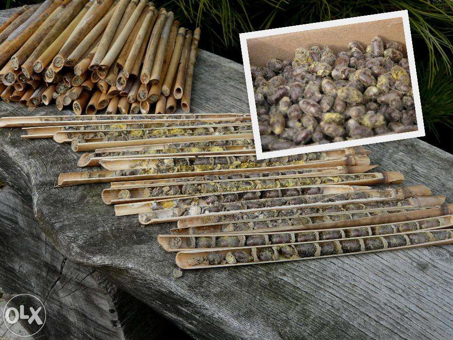 Pszczoła Murarka ogrodowa, kokony