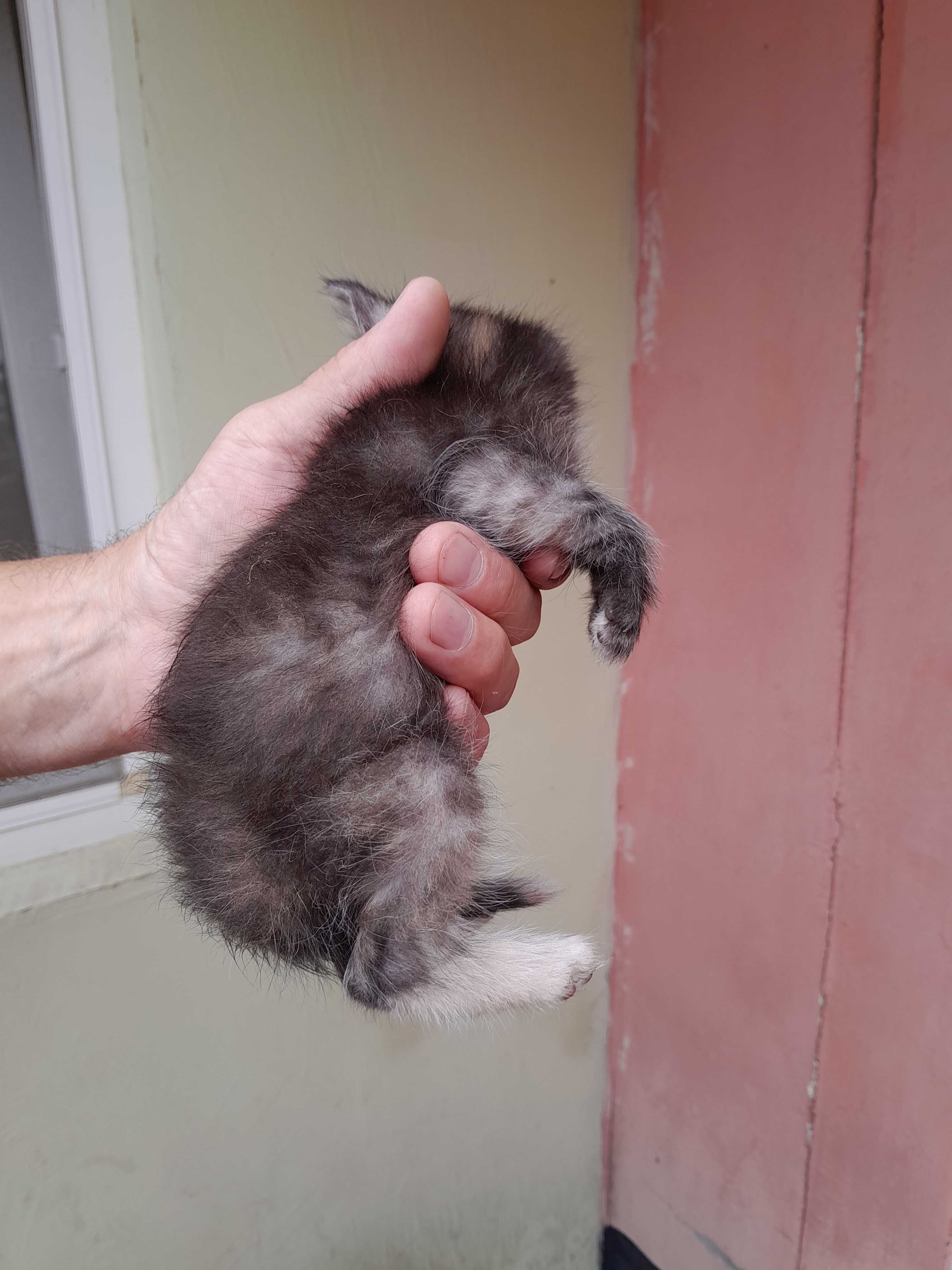 кошенята мишолови