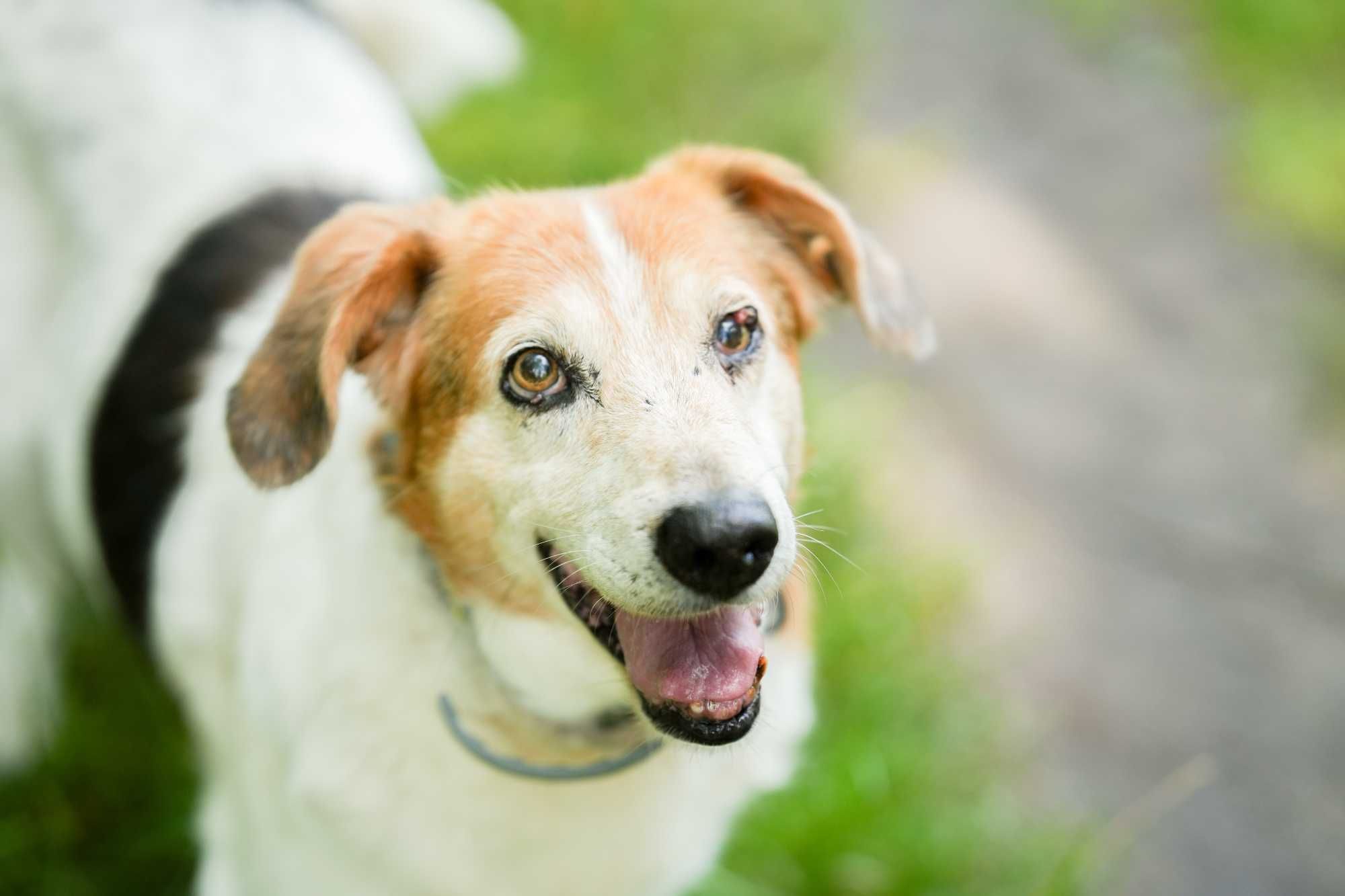 Billy - łagodny i spokojny psi senior do adopcji!