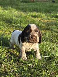 Spaniel angielski piesek czekoladka - odbiór po 20 kwietnia