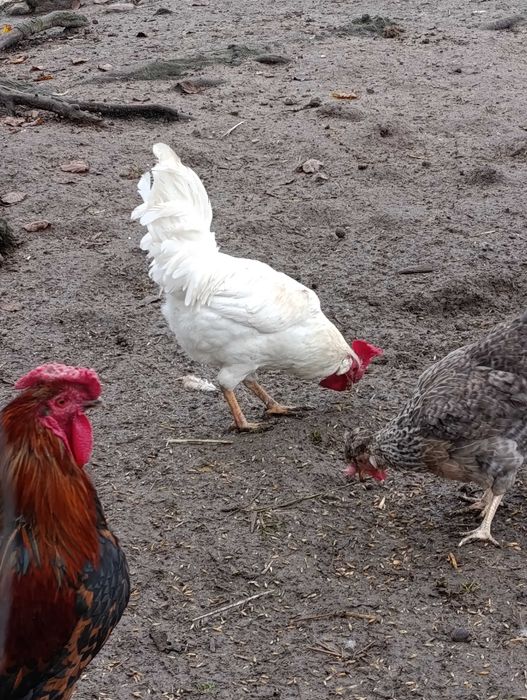 Koguty 2 sztuki, mixy