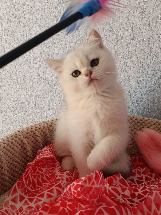 Грайливий котусик вільний